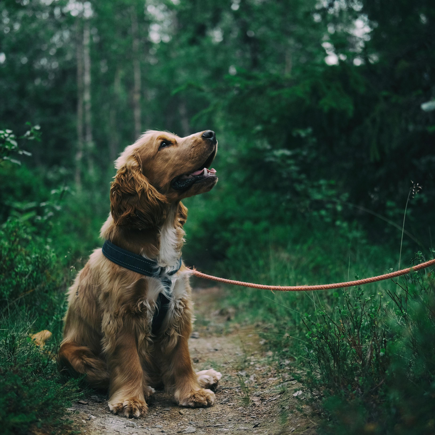 Pet Travel